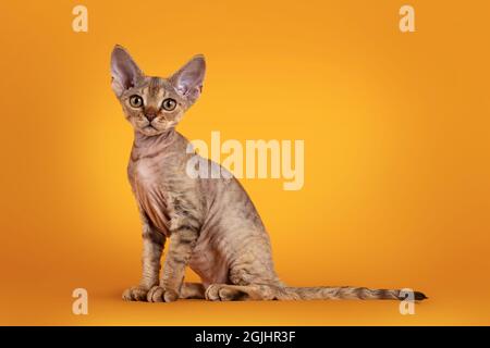 Warm brown tabby Devon Rex cat kitten, sitting side ways. Looking towards camera with golden eyes. Isolated on an orange yellow background. Stock Photo
