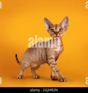 Warm brown tabby Devon Rex cat kitten, standing side ways. Looking towards camera with golden eyes. Isolated on an orange yellow background. Stock Photo
