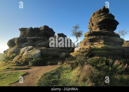 Lone tree growing amongst the rock formations at Brimham Rocks in Nidderdale, North Yorkshire, UK Stock Photo