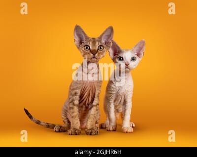 Two adorable Devon Rex cat kittens, sitting together in gray knitted basket hugging. Looking towards camera with golden eyes. Isolated on an orange ye Stock Photo