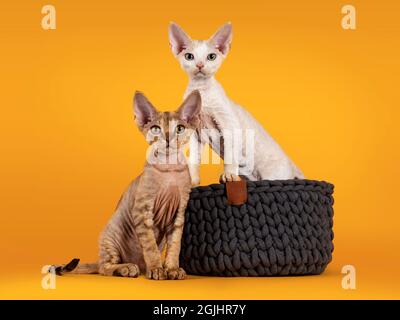 Two adorable Devon Rex cat kittens, sitting in and beside gray knitted basket. Looking towards camera with golden eyes. Isolated on an orange yellow b Stock Photo