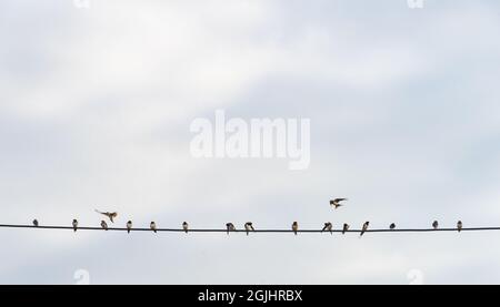 Swallows gathering on a wire before migration Stock Photo