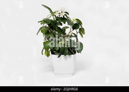 Houseplant jasmine stephanotis flower in a pot blooms on a white background isolate with place for text. Stock Photo