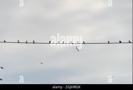 Swallows gathering on a wire before migration Stock Photo