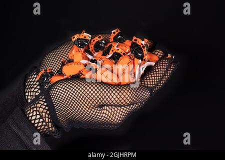 Candy with the inscription Halloween on a black background copy space for text. A woman holds an orange candy. Stock Photo