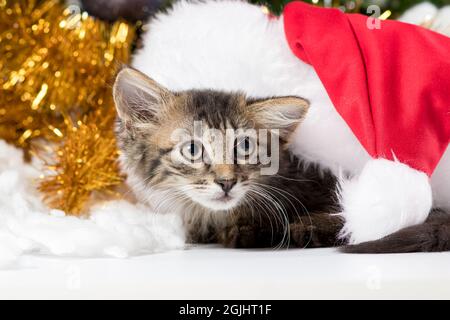 The Christmas cat is preparing for the New Year, looks away. Beautiful greeting card Stock Photo