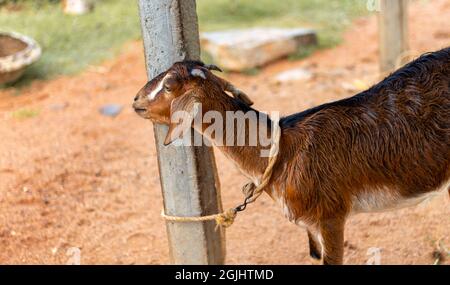 A Brown Goat is Tied up near a Farm on a Village