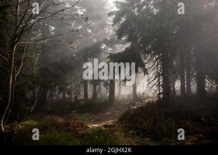 Fog and beautiful sunbeams in the forest | Sun shining through coniferous trees in misty sunny weather giving amazing light rays Stock Photo