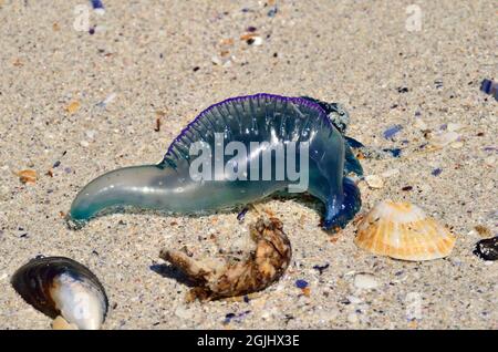 Kleine Portugiesische Galeere, Portuguese man o' war, blue bottle jellyfish, Physalia utriculus, Südafrika, south africa Stock Photo