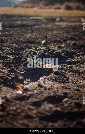 Ground level close up photo of shells illuminated by a sun light in the mud in dried bottom of the lake Stock Photo