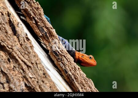 Siedleragame, common agama, red-headed rock agama, rainbow agama, Agama agama, Tansania, Ostafrika, Tanzania, East Africa Stock Photo