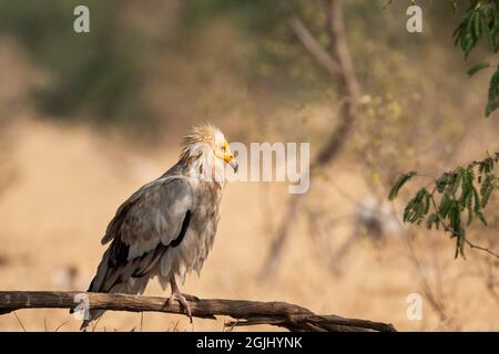 Egyptian vulture or Neophron percnopterus bird portrait at jorbeer conservation reserve bikaner rajasthan India Stock Photo