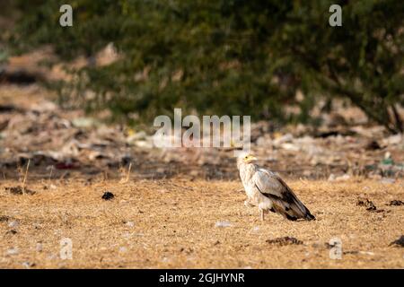 Egyptian vulture or Neophron percnopterus bird at jorbeer conservation reserve bikaner rajasthan India Stock Photo