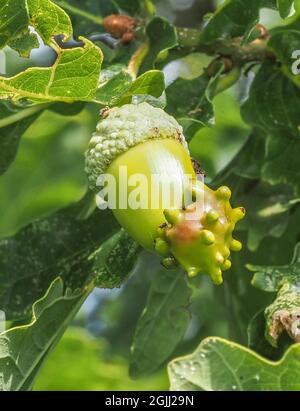 Oak Knopper Gall Andricus quercuscalicis disfiguring an acorn on a tree in Somerset UK Stock Photo