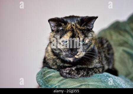 Tortie pussycat lying down on the back of sofa and staring intently at something Stock Photo