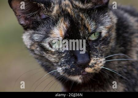 Closeup of Tortie staring intently at something off camera Stock Photo