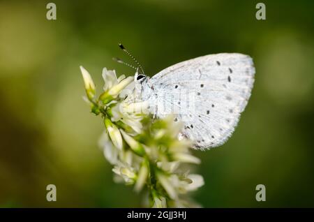 Celastrina argiolus, holly blue butterfly with spotted pale silver blue wings on a plant Stock Photo