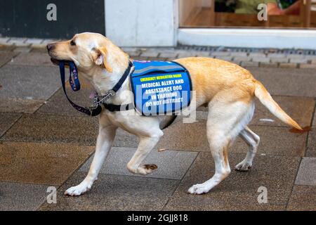 Seizure response sale dog training