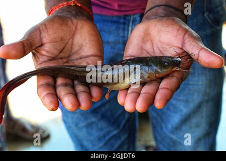 Closeup of caught catfish in hands of an Indian man Stock Photo