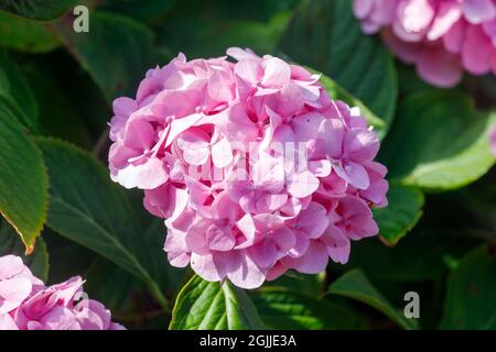 Pink Hydrangea flowers, Sussex, UK Stock Photo