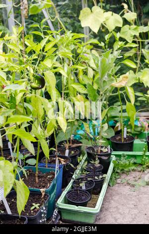 Plants in plastic containers growing in a greenhouse, Sussex, UK Stock Photo