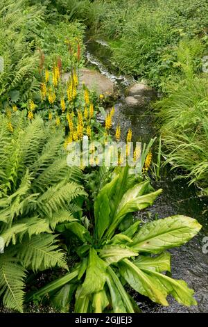 American skunk cabbage, Lysichiton americanus growing at garden stream, ferns July Ligularia Leopard plant Stock Photo
