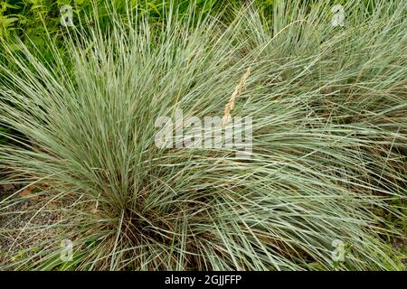 Blue Oat Grass Helictotrichon sempervirens Stock Photo