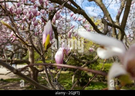 Beautiful pink white magnolia flowers in spring Stock Photo