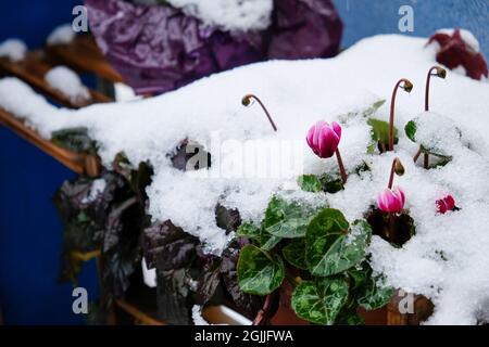 Cyclamen covered with snow in winter Stock Photo