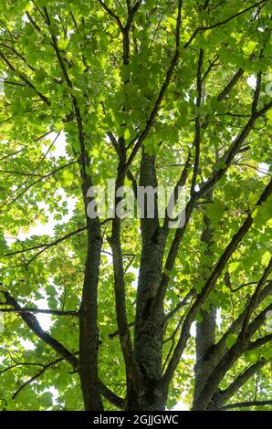 Green leaves, branches and twigs of a maple tree (Acer pseudoplatanus) in a forest Stock Photo
