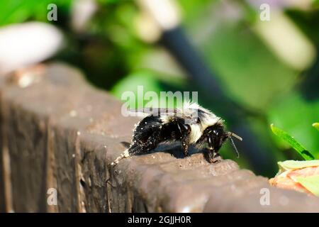 Common Eastern Bumble Bee (Bombus impatiens) sits on top of a brown fence Stock Photo