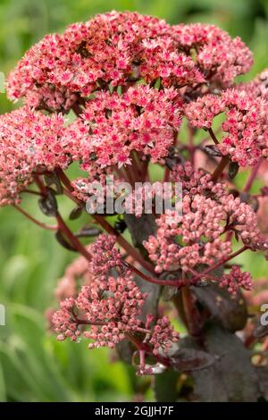 Red Sedum flower Hylotelephium telephium Touchdow Breeze Stock Photo