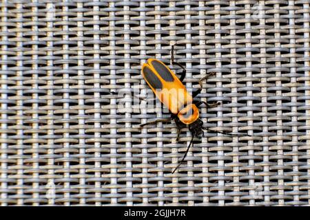 Pennsylvania leatherwing beetle sits on top of a brown mesh chair Stock Photo