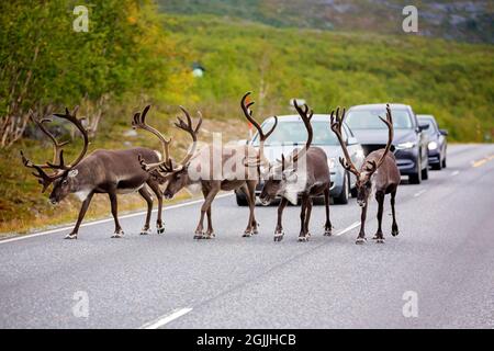 Herd of reindeers (Rangifer tarandus), walking on the street slowly, cars waiting for the animals to pass the road Stock Photo