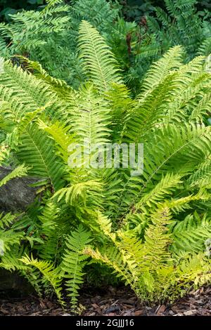 Matteuccia Struthiopteris a fern plant with green fronds throughout spring summer and autumn which is commonly known as ostrich or shuttlecock fern, s Stock Photo
