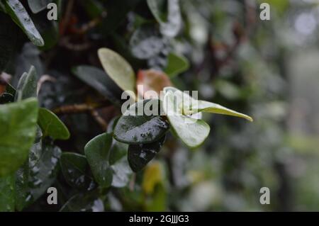 Close up photo of Ficus pumila or climbing fig plant stem looked fresh under the rain Stock Photo