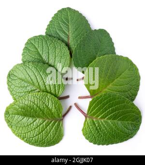 oregano leaves, also known as origanum or wild marjoram, most widely used aromatic herb isolated on white background Stock Photo