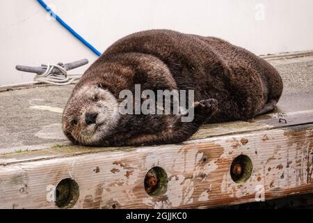 A pregnant northern sea otter rests on a boat dock at the City of Homer Port & Harbor marina on Kamishak Bay in Homer, Alaska. Stock Photo