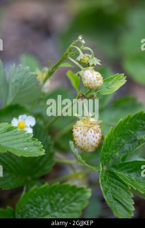 White wild strawberries, fragaria vesca Stock Photo