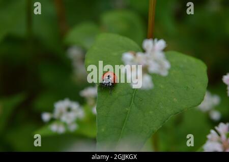 Little Cutie Ladybug on the leaf in a garden full of  Buckwheat flowers Stock Photo