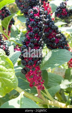 Phytolacca americana American Pokewee in a Country Cottage Garden in Rural Scene close up Stock Photo