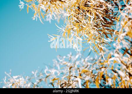 Abstract Autumn background of orange, yellow and auburn leaves and deep and clear blue sky. Bright fall colors and seasons change in September Stock Photo