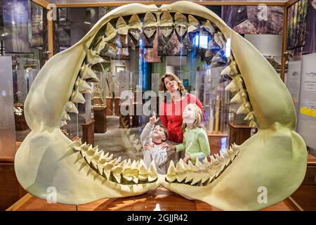 North Carolina Raleigh Museum of Natural Sciences,exhibit family children mother looking,teeth Great White Shark ancestor boy girl brother sister Stock Photo