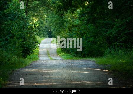 Hilly gravel road through green dense forest, summer view Stock Photo