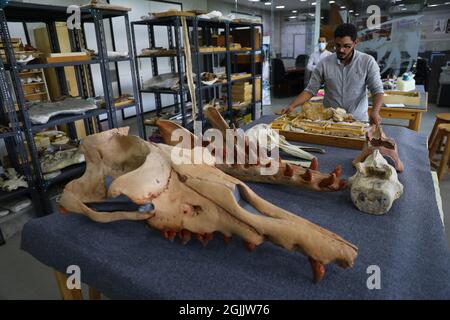 (210910) -- CAIRO, Sept. 10, 2021 (Xinhua) -- Abdullah Gohar, a researcher at Egypt's Mansoura University Vertebrate Paleontology Centre (MUVP), puts a rectangular open box with fossilized amphibious four-legged whale bones on a large table at the MUVP in Dakahlia province, Egypt, Sept. 4, 2021. Fragments of bones, including a fractured non-human large skull, mandibles, some isolated long crooked teeth, ribs and vertebrae, dating back to 43 million years ago, belong to an ancient amphibious four-legged whale.   Excavated from rocks in the Fayum Depression of Egypt's Western Desert, the discove Stock Photo