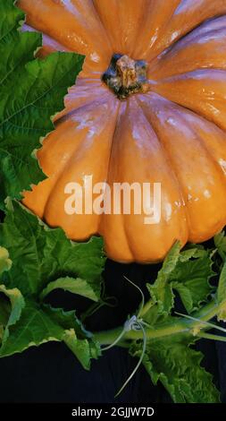 Large orange pumpkin with leaves and nuts lies on a black background, with colored blue highlights. High quality photo Stock Photo