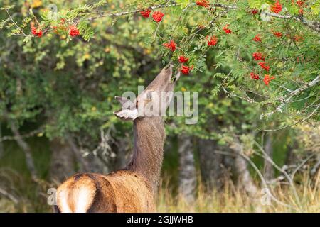 Roe deer eating berries on a rowan tree close by Rannoch Station, Perth and Kinross, Scotland, UK