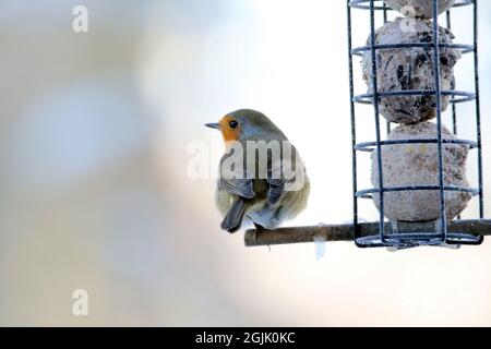 robin feeder cage