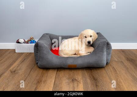 labrador playpen