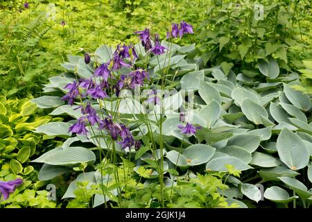 Hosta Halcyon in garden Blue Columbine summer plants Aquilegia, hosta in garden Stock Photo